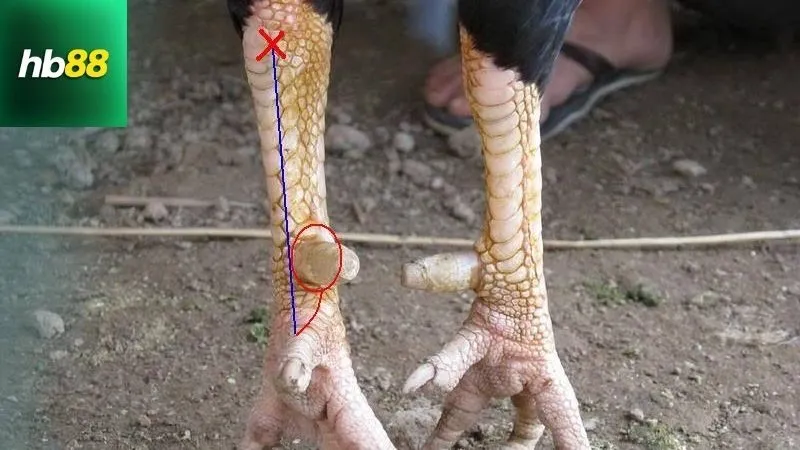 Tầm quan trọng của việc cắt cựa gà