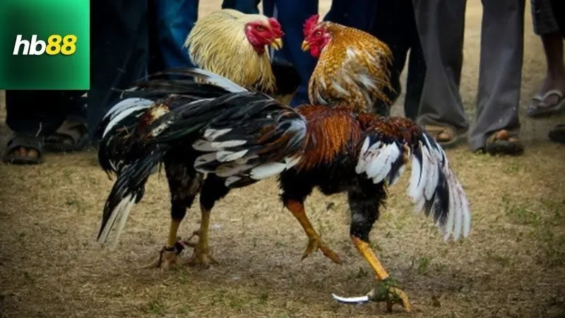 Định nghĩa và giải thích về Đá gà cựa tròn