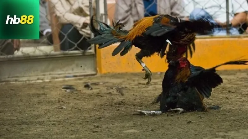 Đặc điểm nổi bật của Đá gà cựa tròn