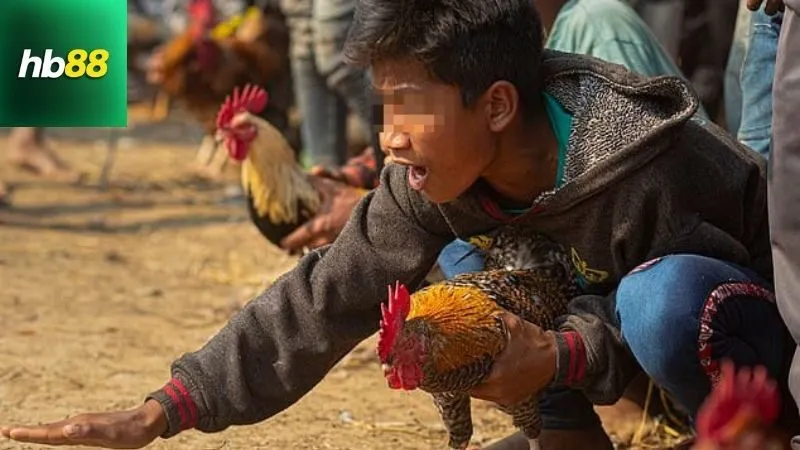 Đá Gà Cựa Tròn – Kỹ Thuật Cao, Trận Đấu Cân Não 6 da-ga-cua-tron