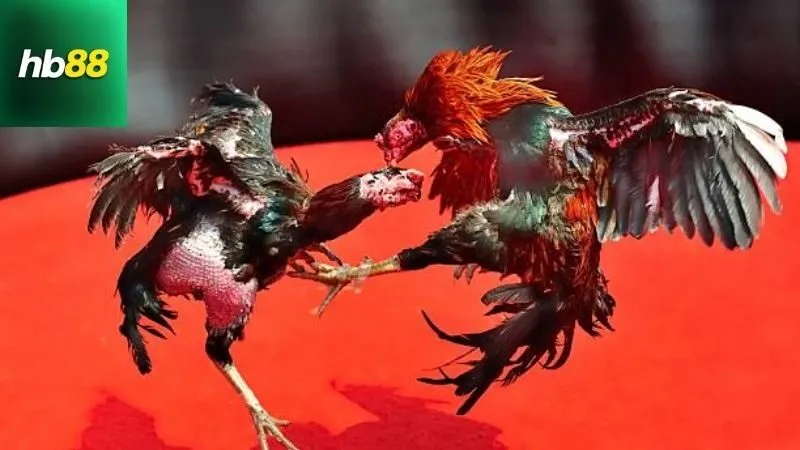 Gà Chọi Ô Tía – Thần Kê Sở Hữu Lối Đá Sát Thủ 2 Định nghĩa và nguồn gốc của gà chọi ô tía