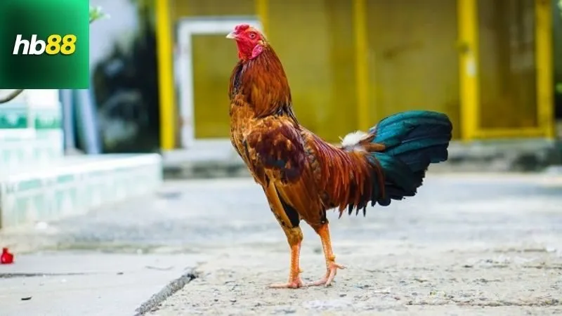 Gà Chọi Ô Tía – Thần Kê Sở Hữu Lối Đá Sát Thủ 3 Đặc điểm nổi bật của gà chọi ô tía