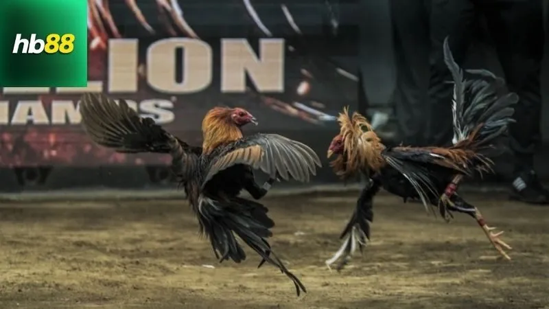 Gà Chọi Ô Tía – Thần Kê Sở Hữu Lối Đá Sát Thủ 4 Cách chọn và chăm sóc gà chọi ô tía