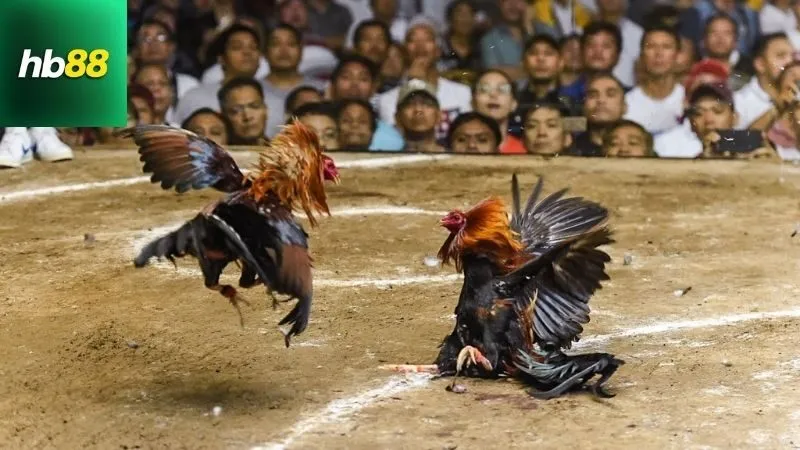 Gà Cuban Đá Cựa Sắt – Chiến Kê Ngoại Cực Kỳ Lì Lợm 2 Định nghĩa và nguồn gốc