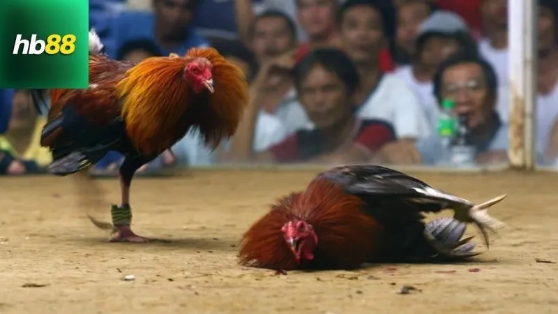 Gà Cuban Đá Cựa Sắt – Chiến Kê Ngoại Cực Kỳ Lì Lợm 3 Các lựa chọn tốt nhất