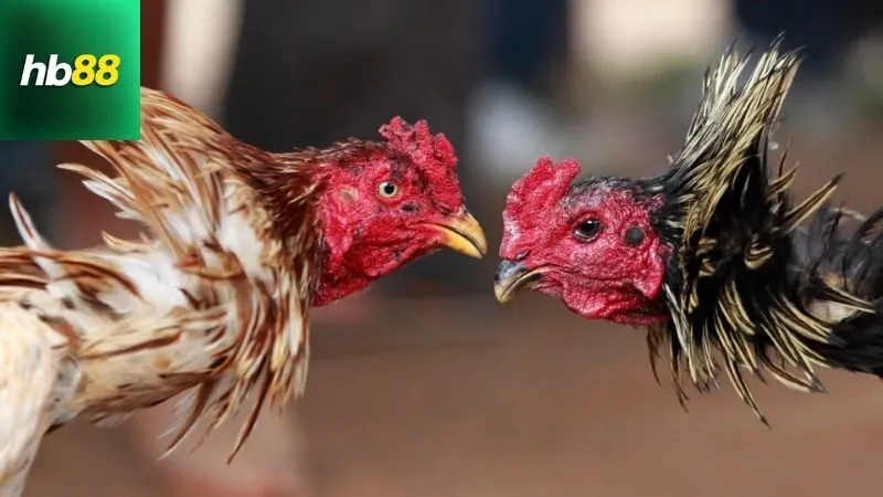 Gà Cuban Đá Cựa Sắt – Chiến Kê Ngoại Cực Kỳ Lì Lợm 4 Mẹo chăm sóc và huấn luyện