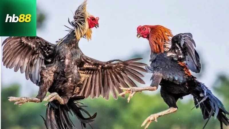 Định nghĩa và Giải thích về Màu mạng đá gà