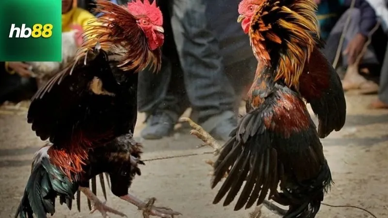 Hướng dẫn chọn và sử dụng Màu mạng đá gà