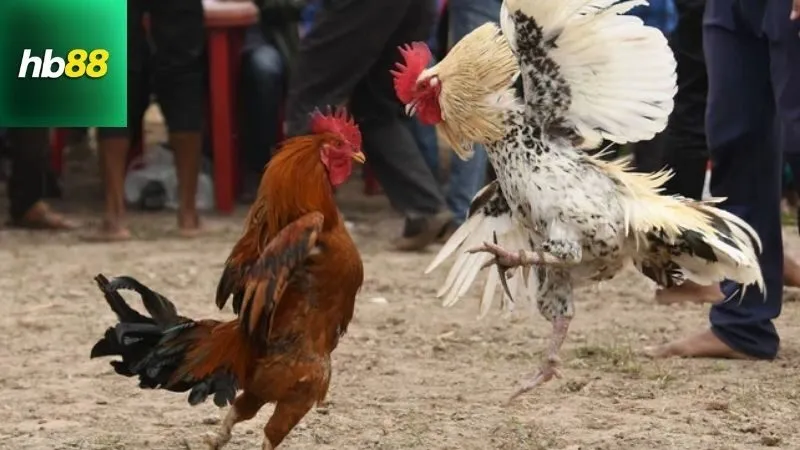 Lợi ích và lưu ý khi sử dụng Màu mạng đá gà