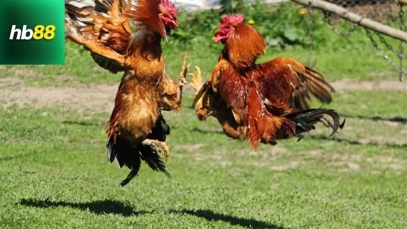 Những Vảy Gà Linh – Dấu Hiệu Nhận Biết Thần Kê Đá Hay 1 nhung-vay-ga-linh